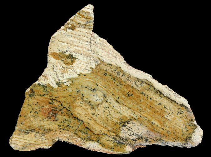 Strelley Pool Stromatolite - Billion Years Old #92651